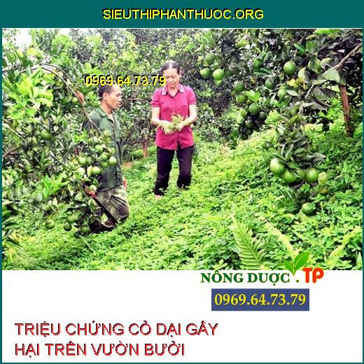 CỎ DẠI