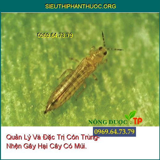 Quản Lý Và Đặc Trị Côn Trùng- Nhện Gây Hại Cây Có Múi.