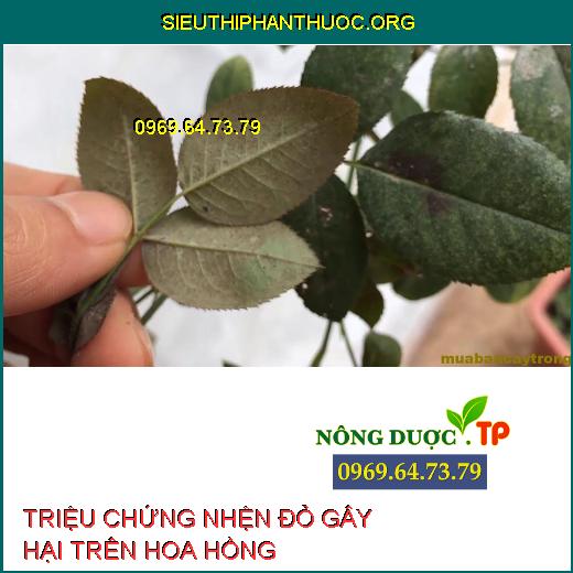 NHỆN ĐỎ HOA HỒNG