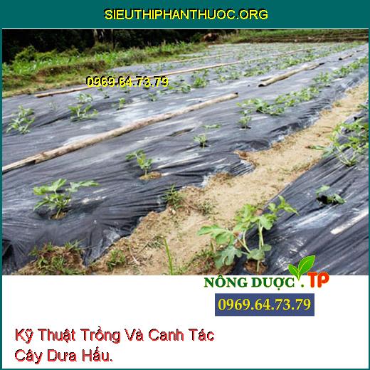 Kỹ Thuật Trồng Và Canh Tác Cây Dưa Hấu.