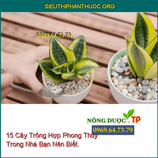 15 Cây Trồng Hợp Phong Thủy Trong Nhà Bạn Nên Biết.