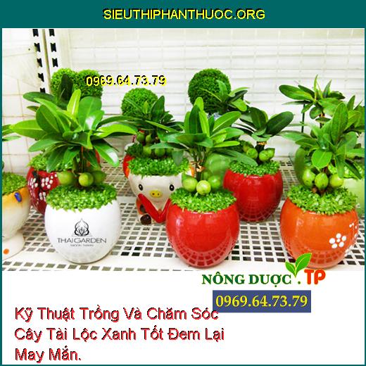 Kỹ Thuật Trồng Và Chăm Sóc Cây Tài Lộc Xanh Tốt Đem Lại May Mắn.