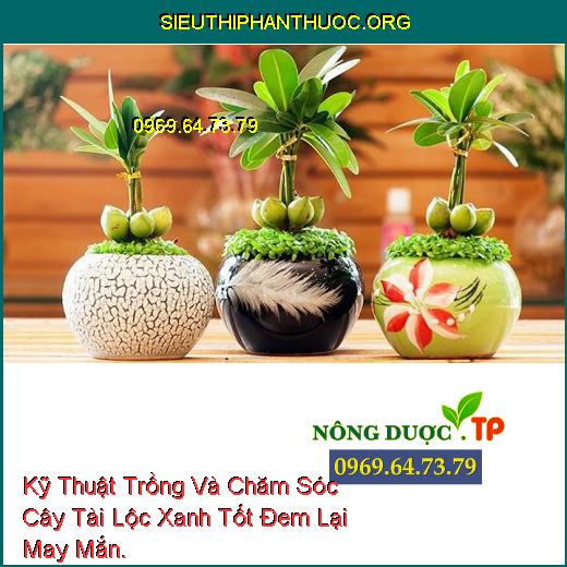 Kỹ Thuật Trồng Và Chăm Sóc Cây Tài Lộc Xanh Tốt Đem Lại May Mắn.