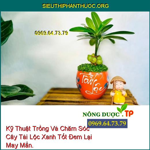 Kỹ Thuật Trồng Và Chăm Sóc Cây Tài Lộc Xanh Tốt Đem Lại May Mắn.