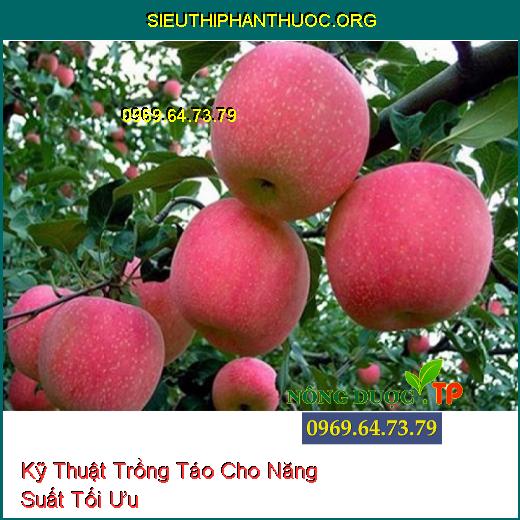 Kỹ Thuật Trồng Táo Cho Năng Suất Tối Ưu