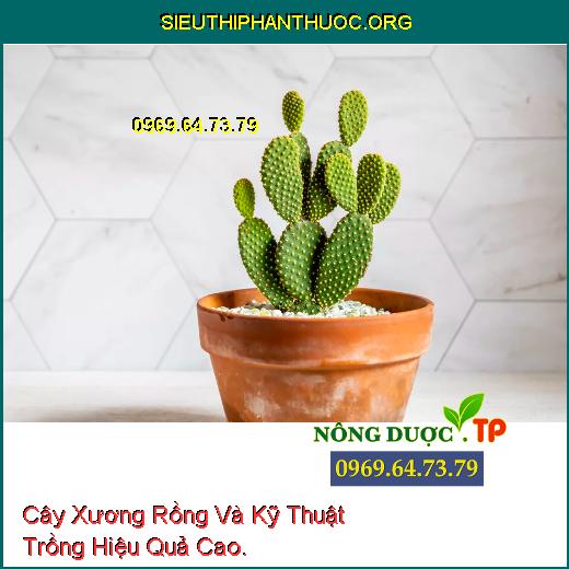 Cây Xương Rồng Và Kỹ Thuật Trồng Hiệu Quả Cao.