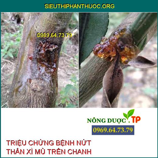 NỨT THÂN XÌ MỦ