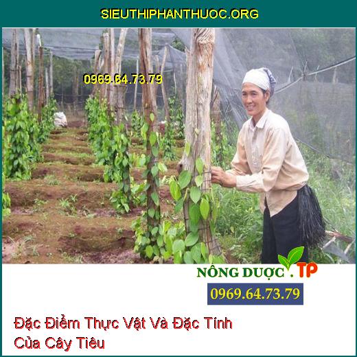 Đặc Điểm Thực Vật Và Đặc Tính Của Cây Tiêu