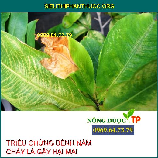 NẤM BỆNH