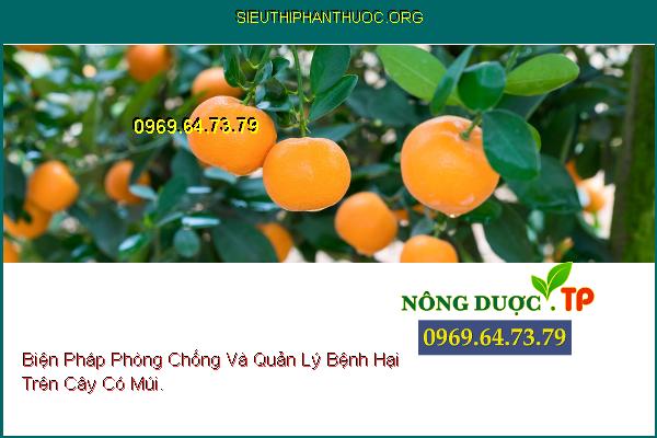 Biện Pháp Phòng Chống Và Quản Lý Bệnh Hại Trên Cây Có Múi.