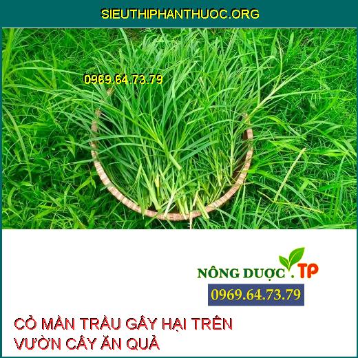 CỎ MẦN TRẦU