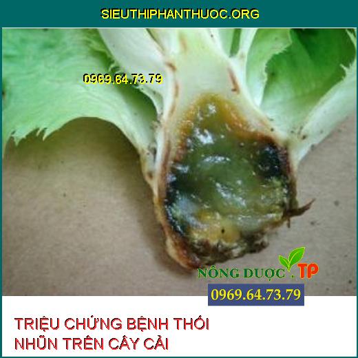 THỐI NHŨN