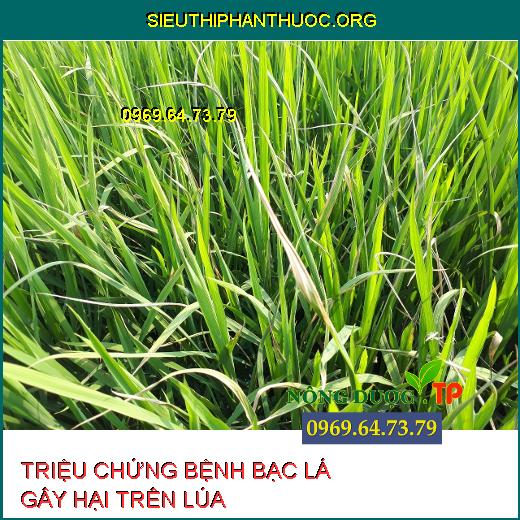 BỆNH BẠC LÁ