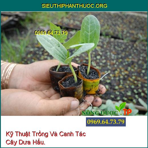 Kỹ Thuật Trồng Và Canh Tác Cây Dưa Hấu.