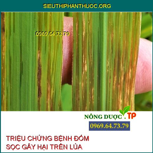 BỆNH ĐỐM SỌC