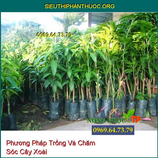 Phương Pháp Trồng Và Chăm Sóc Cây Xoài