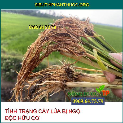 NGỘ ĐỘC HỮU CƠ