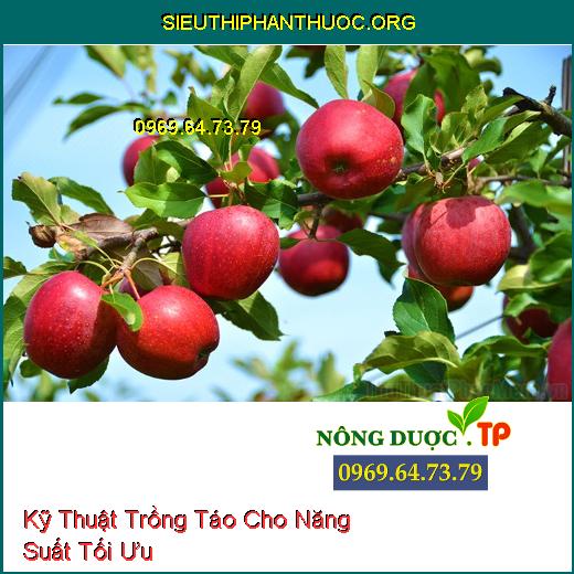 Kỹ Thuật Trồng Táo Cho Năng Suất Tối Ưu