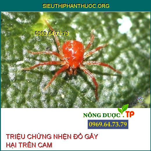 NHỆN ĐỎ TRÊN CAM