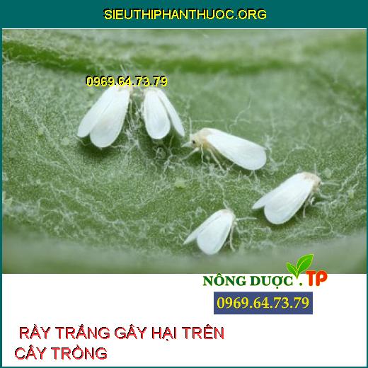 RẦY TRẮNG