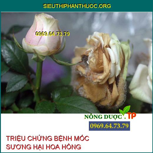 MỐC SƯƠNG