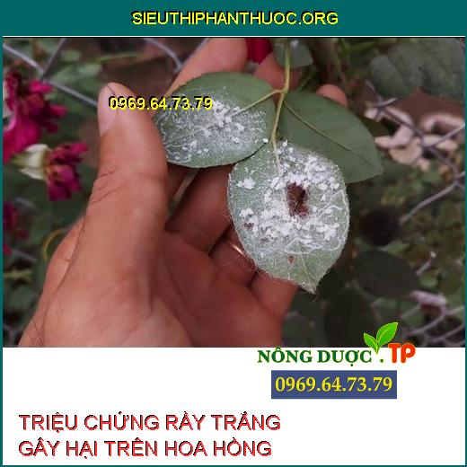 RẦY TRẮNG