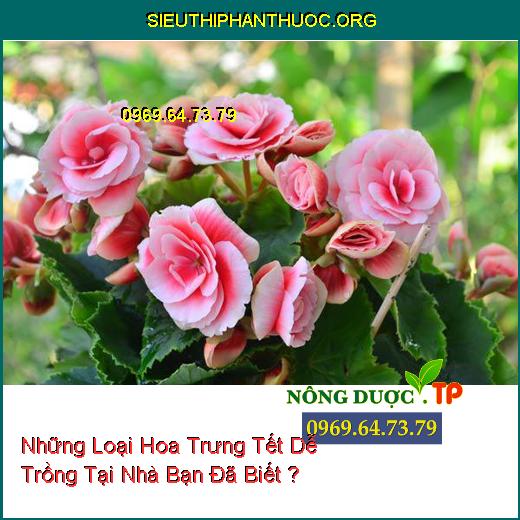 Những Loại Hoa Trưng Tết Dễ Trồng Tại Nhà Bạn Đã Biết ?