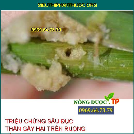 sâu đục thân