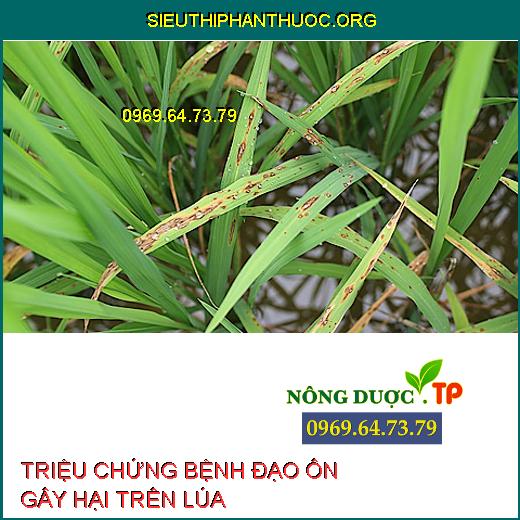 BỆNH ĐẠO ÔN