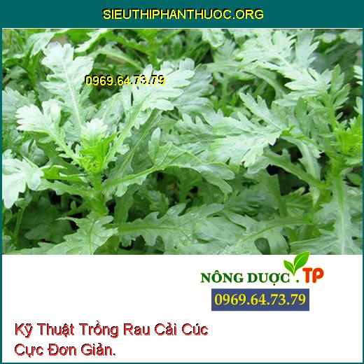 Kỹ Thuật Trồng Rau Cải Cúc Cực Đơn Giản.