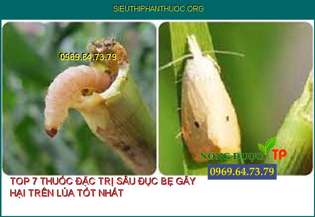 SÂU ĐỤC BẸ HẠI LÚA