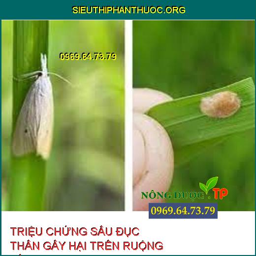 sâu đục thân