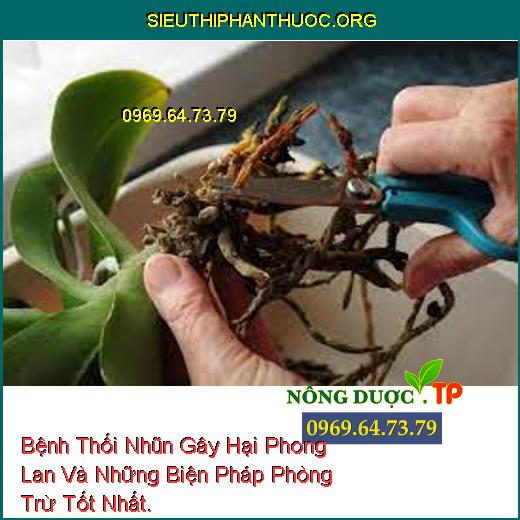 Bệnh Thối Nhũn Gây Hại Phong Lan Và Những Biện Pháp Phòng Trừ Tốt Nhất.