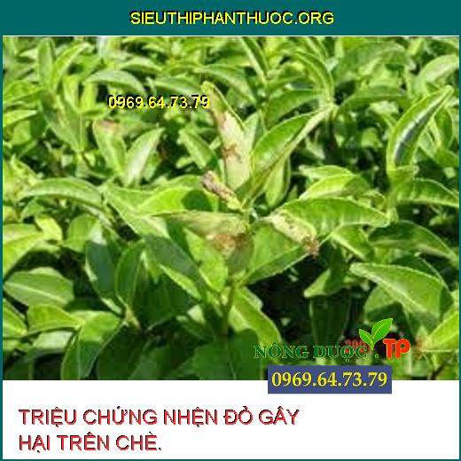 NHỆN ĐỎ HẠI CHÈ