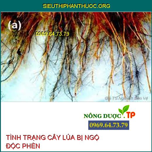 NGỘ ĐỘC PHÈN