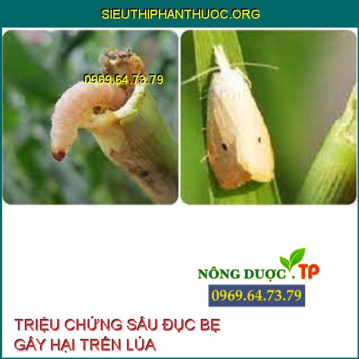 SÂU ĐỤC BẸ HẠI LÚA