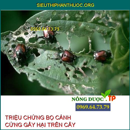 BỌ CÁNH CỨNG