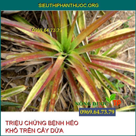 BỆNH HÉO KHÔ