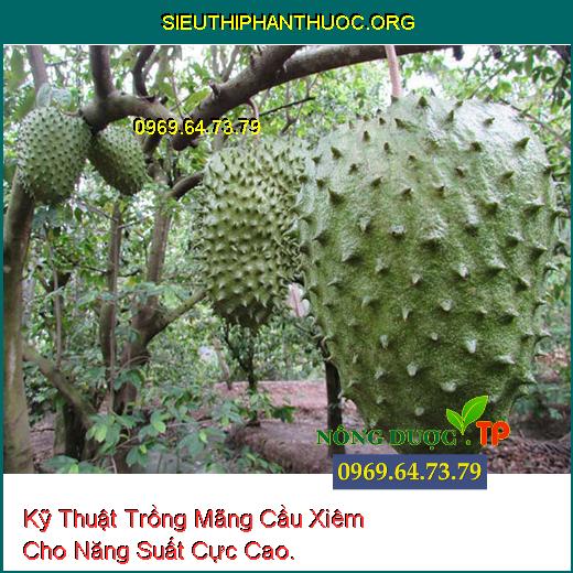 Kỹ Thuật Trồng Mãng Cầu Xiêm Cho Năng Suất Cực Cao.