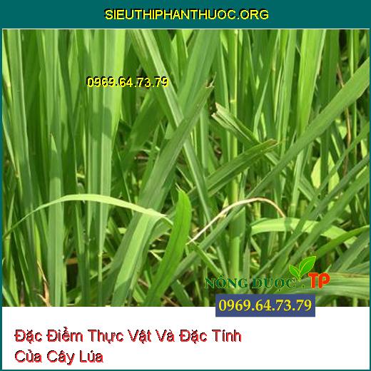 Đặc Điểm Thực Vật Và Đặc Tính Của Cây Lúa. - SIÊU THỊ PHÂN THUỐC