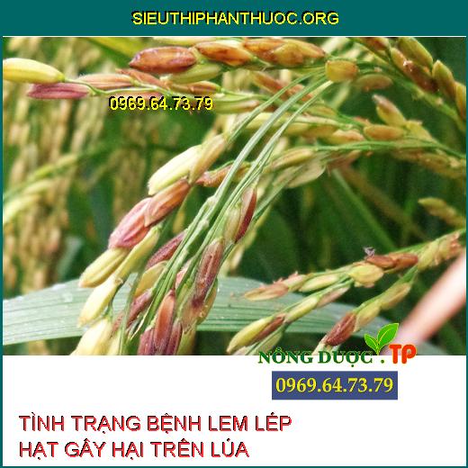 LEM LÉP HẠT