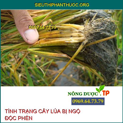 NGỘ ĐỘC PHÈN