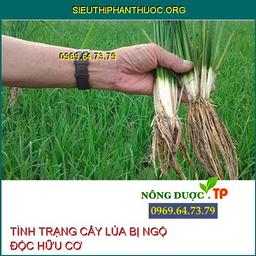 NGỘ ĐỘC HỮU CƠ