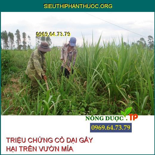 CỎ DẠI