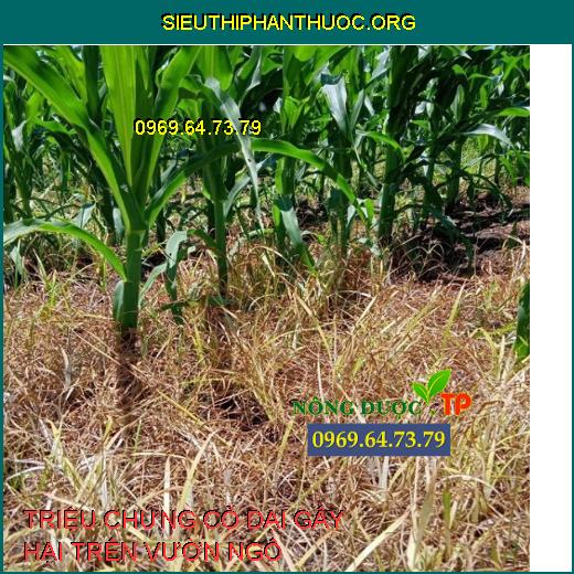 Cỏ Dại Gây Hại Trên Vườn Trồng Và Top 10 Thuốc Đặc Trị Cỏ Dại Tốt Nhất ...