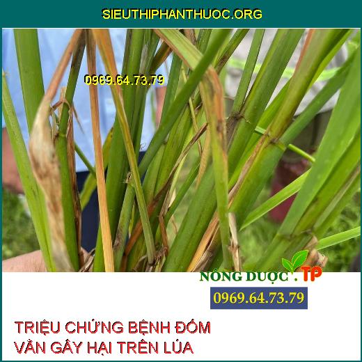 ĐỐM VẰN