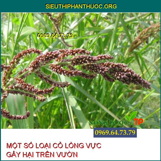 CỎ LỒNG VỰC