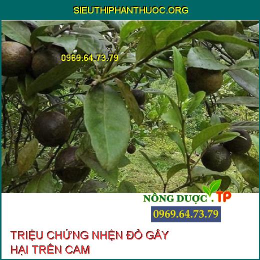 NHỆN ĐỎ TRÊN CAM