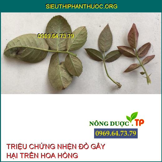 NHỆN ĐỎ HOA HỒNG