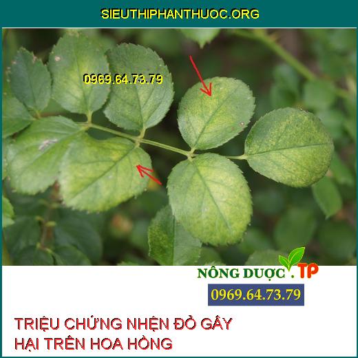 NHỆN ĐỎ HOA HỒNG